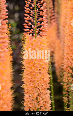 Foxtail lily (Eremurus x isabellinus 'Cleopatra') Stock Photo