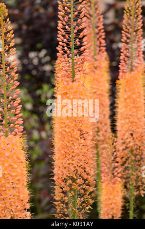 Foxtail lily (Eremurus x isabellinus 'Cleopatra') Stock Photo