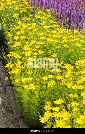 Whorled tickseed (Coreopsis verticillata) Stock Photo