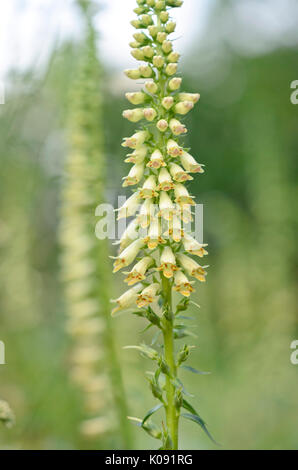 Yellow foxglove (Digitalis lutea subsp. australis) Stock Photo