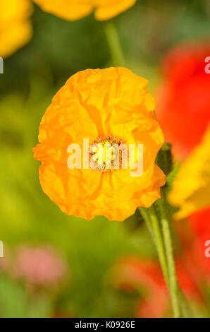 Iceland poppy (Papaver nudicaule) Stock Photo