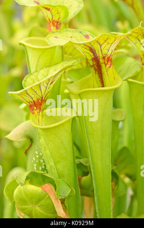 Yellow trumpet pitcher (Sarracenia flava) Stock Photo
