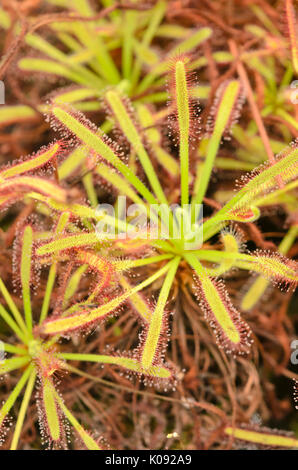 Cape sundew (Drosera capensis) Stock Photo