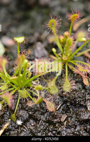 Sundew (Drosera) Stock Photo