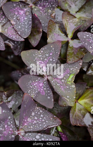 Threeleaf purple shamrock (Oxalis triangularis) Stock Photo