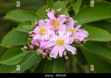 Rose cactus (Pereskia grandifolia) Stock Photo