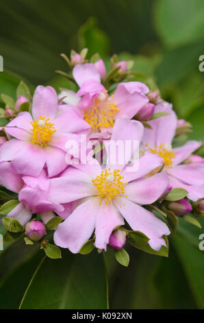 Rose cactus (Pereskia grandifolia) Stock Photo