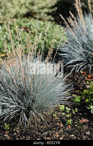 Blue fescue (Festuca cinerea 'Zwergenkönig' syn. Festuca glauca 'Zwergenkönig') Stock Photo