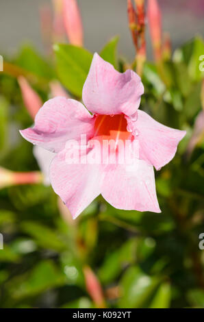 Brazilian jasmine (Mandevilla sanderi 'Sundaville Cream Pink' syn. Dipladenia sanderi 'Sundaville Cream Pink') Stock Photo