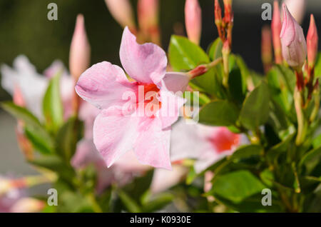 Brazilian jasmine (Mandevilla sanderi 'Sundaville Cream Pink' syn. Dipladenia sanderi 'Sundaville Cream Pink') Stock Photo