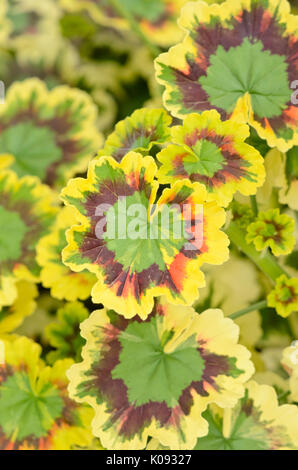 Pelargonium (Pelargonium Mrs. Pollock) Stock Photo