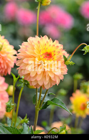 Ball dahlia (Dahlia Gazani) Stock Photo