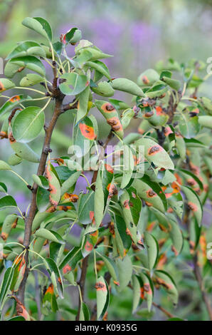 Pear (Pyrus) and pear rust (Gymnosporangium fuscum syn. Gymnosporangium sabinae) Stock Photo