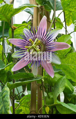 Passion flower (Passiflora x belotii) Stock Photo