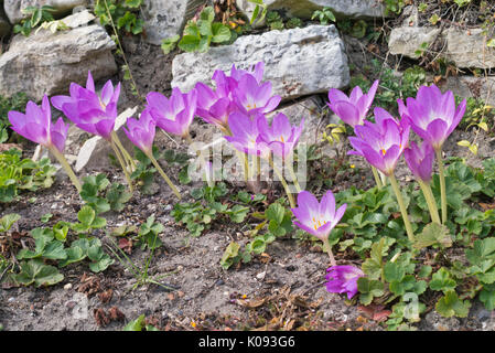 Autumn crocus (Colchicum Lilac Wonder) Stock Photo