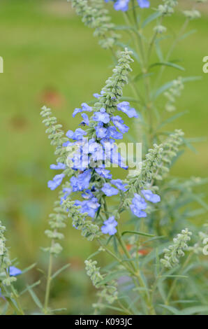 Prairie sage (Salvia azurea var. grandiflora) Stock Photo