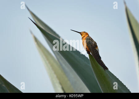Giant hummingbird (Patagona gigas peruviana) on plant Stock Photo