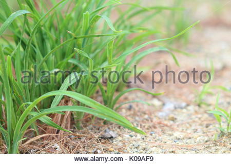 asian dune grass calex