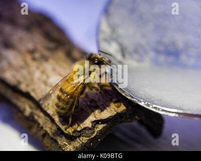 A honey bee drinks a sugar and water mixture from a spoon after being found exhausted on the ground Stock Photo