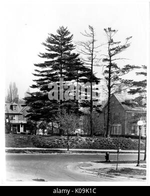 View of an intersection of two streets near Guilford, there is a large pine tree that blocks the view of the houses behind it, there is a fire hydrant and a lamp post on the closer side of the street, Baltimore, Maryland, 1910. This image is from a series documenting the construction and sale of homes in the Roland Park/Guilford neighborhood of Baltimore, a streetcar suburb and one of the first planned communities in the United States. The neighborhood was segregated, and is considered an early example of the enforcement of racial segregation through the use of restricted covenants. Stock Photo