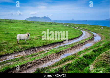 Sheep and muddy tracks along the Irish coastline Stock Photo