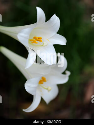 Common Easter lilies showing beautiful white petals against a dark background, known as ilium longiflorum. Stock Photo