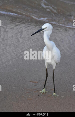 Western reef heron (Egretta gularis) Stock Photo