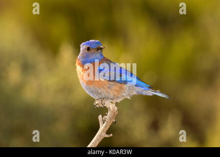 Western bluebird (Sialia mexicana) at Cabin Lake bird blind, Deschutes National Forest, Oregon Stock Photo