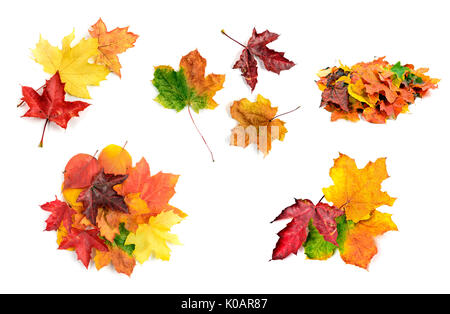 Collection of fall maple leaves set  isolated on white background Stock Photo
