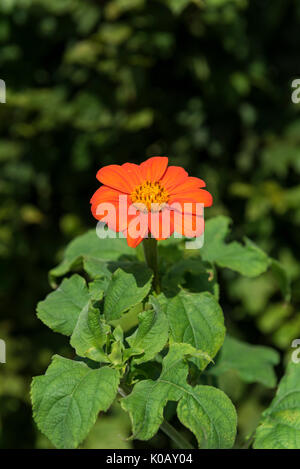 Tithonia rotundifolia Torch, Mexican Sunflower, Stock Photo