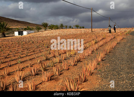 agave quadri Agave lophantha 'Quadricolor' | Large Variegated Agave Plant For Sale main image 1