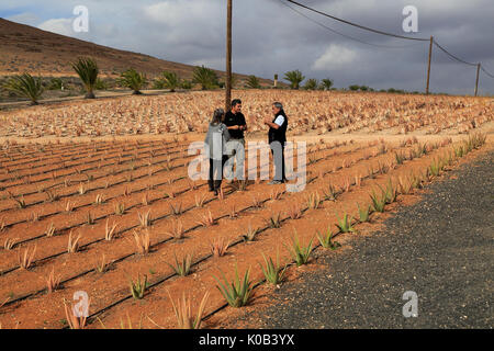 Aloe vera plants commercial cultivation, Tiscamanita, Fuerteventura, Canary  Islands, Spain Stock Photo - Alamy