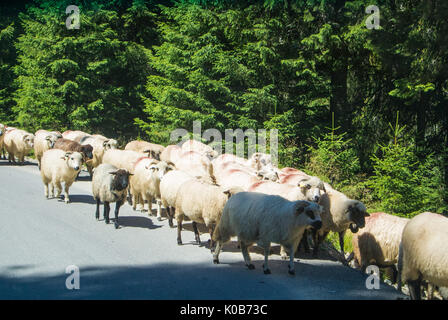A flock of sheep crossing the road in the forest at the mountains of Bucegi natural park, Sinaia, Romania. Stock Photo