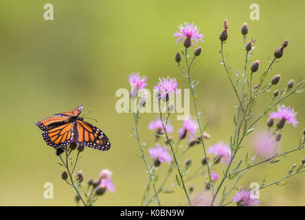 Monarch Butterfly (Danaus Plexippus) feeds on small purple knapweed flowers in the meadow