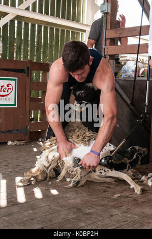 Left Handed Sheep Shearer Stock Photo Alamy
