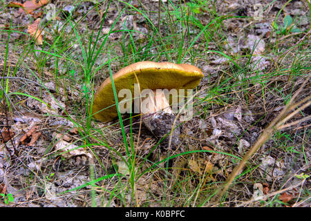 Large white mushroom growing in the exclusion zone. Dead military unit. Consequences of the Chernobyl nuclear disaster, August 2017. Stock Photo