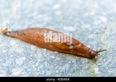 Close up of spanish slug (Arion vulgaris) from family Arionidae, the roundback slug  Model Release: No.  Property Release: No. Stock Photo
