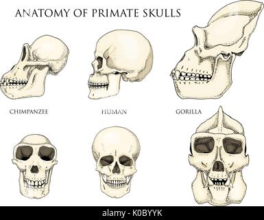 Human and chimpanzee, gorilla. biology and anatomy illustration. engraved hand drawn in old sketch and vintage style. monkey skull or skeleton or bones silhouette. front view or face and profile. Stock Vector