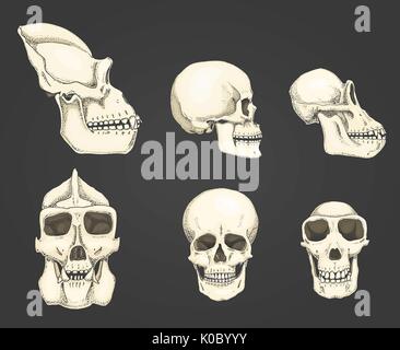 Human and chimpanzee, gorilla. biology and anatomy illustration. engraved hand drawn in old sketch and vintage style. monkey skull or skeleton or bones silhouette. front view or face and profile. Stock Vector