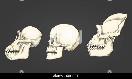 Human and chimpanzee, gorilla. biology and anatomy illustration. engraved hand drawn in old sketch and vintage style. monkey skull or skeleton or bones silhouette. view or face or profile. Stock Vector