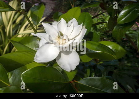 Magnolia grandiflora ferruginea, the southern magnolia, in flower. The flowers are highly scented with a lemon fragrance, and attract lots of insects. Stock Photo
