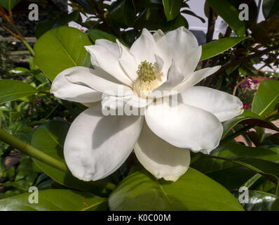 Magnolia grandiflora ferruginea, the southern magnolia, in flower. The flowers are highly scented with a lemon fragrance, and attract lots of insects. Stock Photo