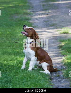 Four months old Welsh Springer Spaniel puppy sitting on footpath Stock Photo