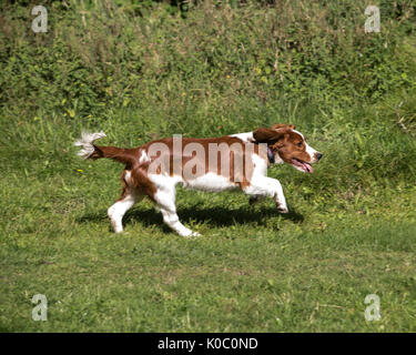 Four months old Welsh Springer Spaniel puppy running in field Stock Photo