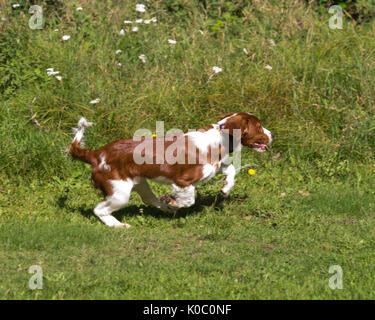 Four months old Welsh Springer Spaniel puppy running in field Stock Photo