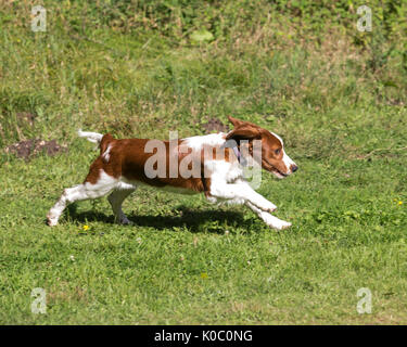 Four months old Welsh Springer Spaniel puppy running in field Stock Photo