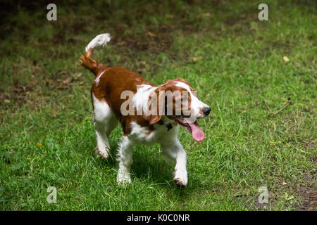 Four months old Welsh Springer Spaniel puppy running in field Stock Photo