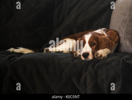 Four months old Welsh Springer Spaniel puppy lying on sofa Stock Photo