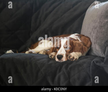 Four months old Welsh Springer Spaniel puppy lying on sofa Stock Photo