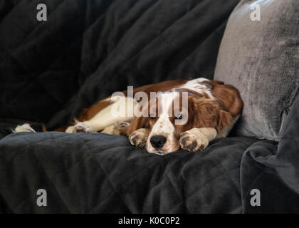 Four months old Welsh Springer Spaniel puppy lying on sofa Stock Photo